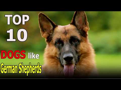 dogs similar to german shepherds