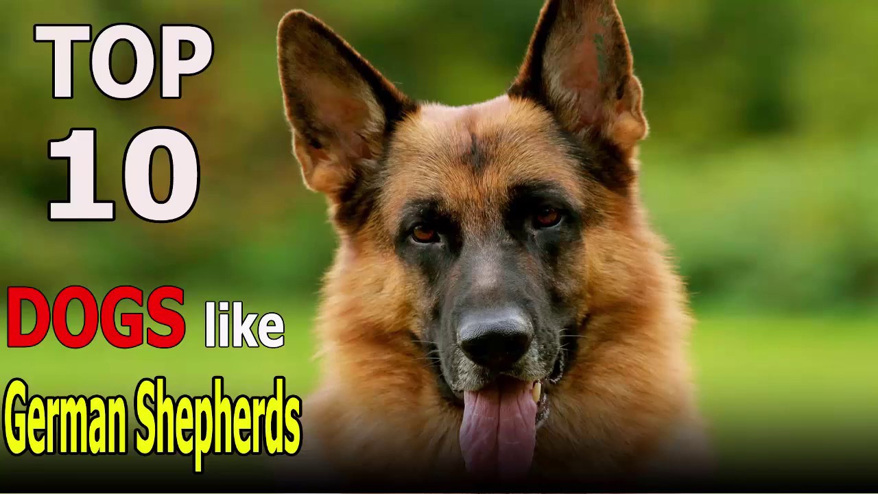 what dog looks like a german shepherd