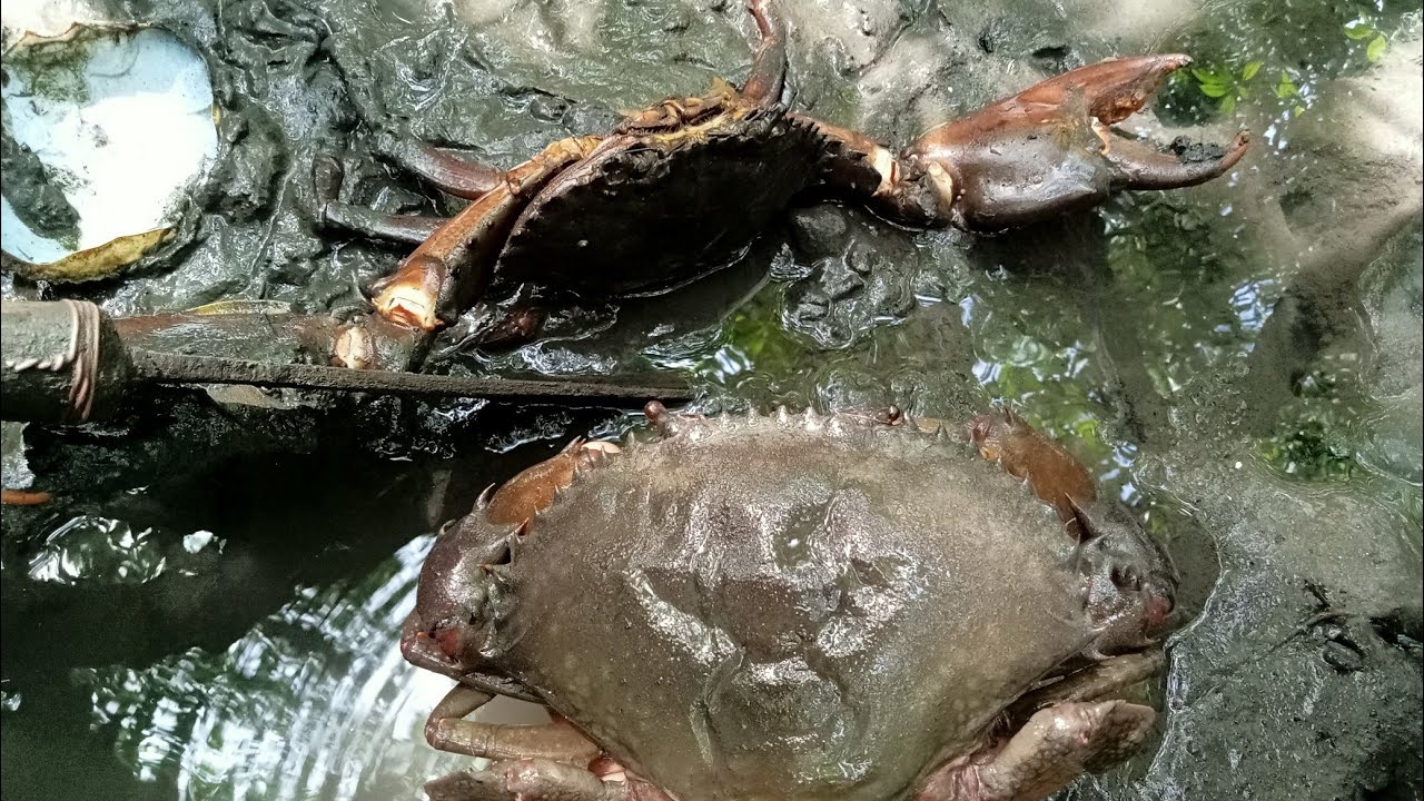 Ep500_mahigit dalawang taon muli nakakita nagbembang na alimango