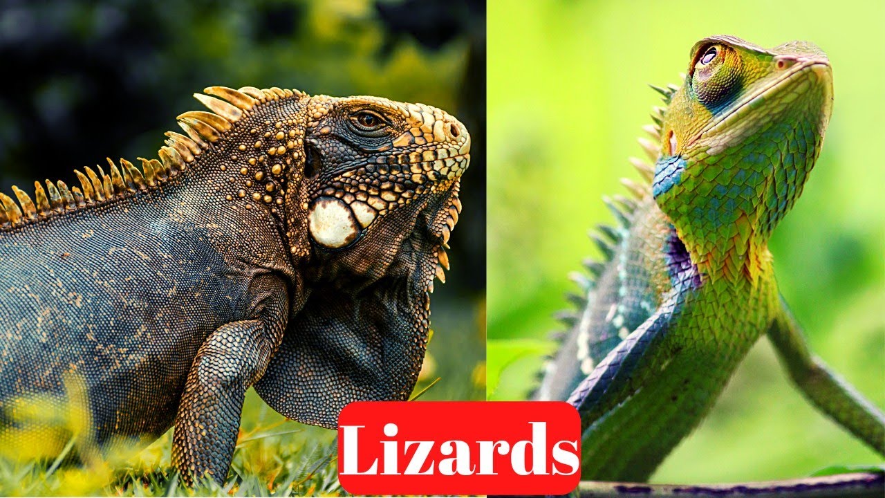 Lizards, Reptiles Best Video 2022!!! - YouTube