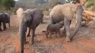 Mwende' progress at Ithumba | Sheldrick Trust