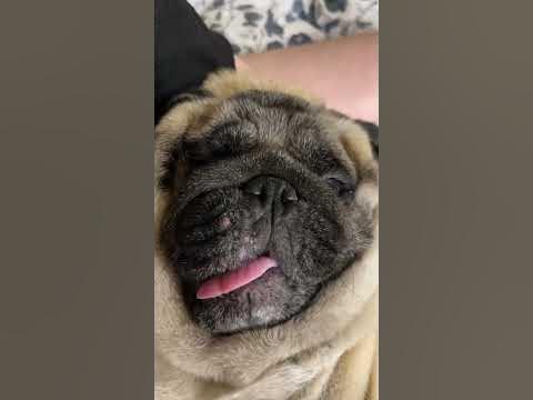 Злой мопс - YouTube