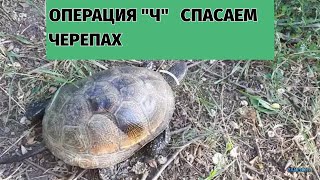 Операция "Ч".Спасение и переселение черепах. Операция "Ч".Спасение и переселение черепах.