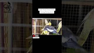 Hand-Tamed Cockatiel Acting Cute On Camera! 🎥 | Playful Bird Moments You’ll Love | Cockatiel Pet