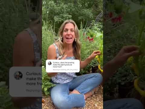 Video: Rimuovere le foglie di zucca: dovresti potare la tua pianta di zucca