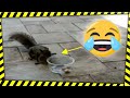 Squirrel scared by cup of nuts funny animal