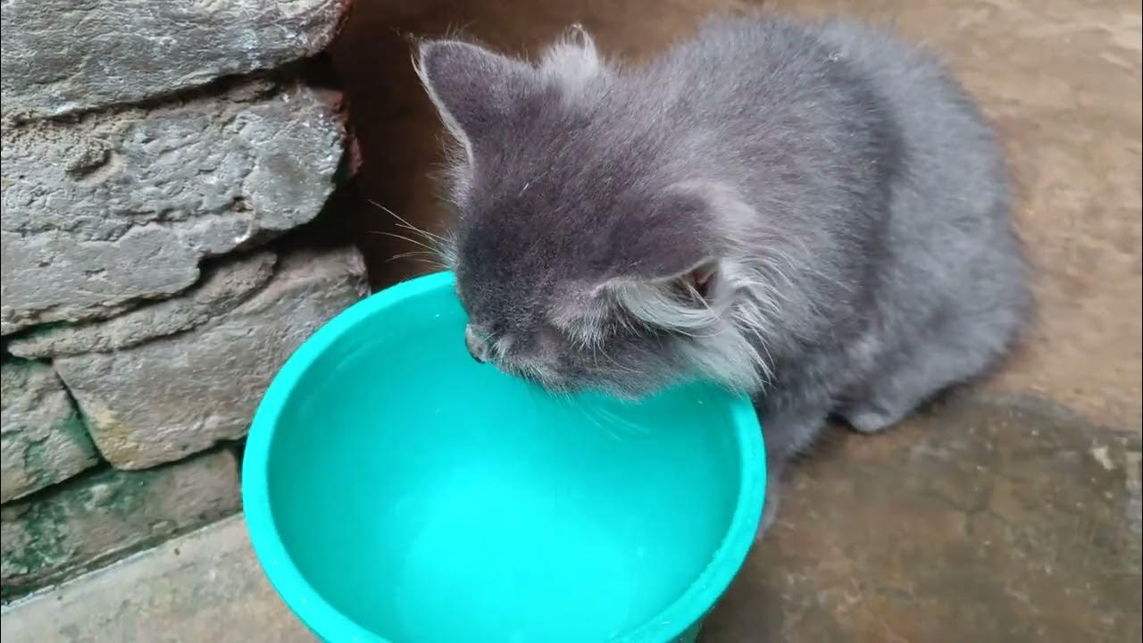 a-cat-drink-water-pets-cat-viral-animallover-nature-youtube