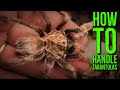 How To Handle a Tarantula / Top 10 Tarantulas for Handling