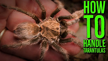 Hoe om te gaan met een Tarantula / Top 10 Tarantula