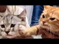 Cute Cats And Dogs Reactions 😹 Animals Doing Funny Things 😆