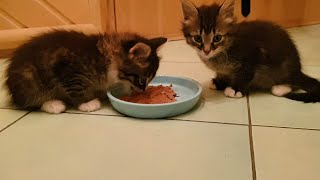 Just brought home 2 abandoned kittens from the street by Nine Lives 15,217 views 4 years ago 6 minutes, 3 seconds