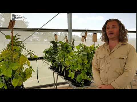 Video: Odrůda Kuban: popis, vlastnosti pěstování, recenze, fotografie