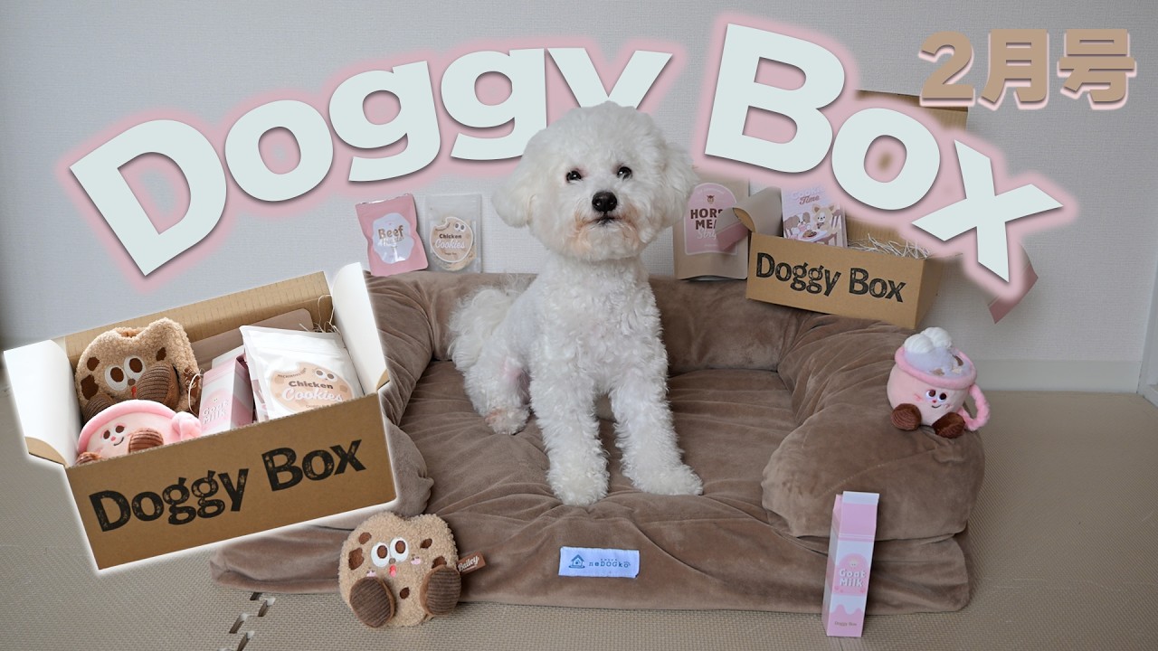【衝撃開封】ドギーボックス2月号が当たり回すぎた…愛犬の反応が最高