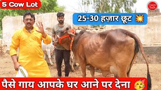 पैसे 5 गाय घर आने पर देना ✨ 25 से 30 हज़ार कम में गाय है 👉 500 से 600 तक घर पहुंच Sahiwal Tharparkar