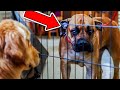 UNPREDICTABLE GIANT MASTIFF LUNGES AT GUEST!