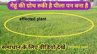 गेहूं पीली ग्रोथ रुक गई है क्या उपाय करें Wheat Yellow Growth Pauses Its Measures