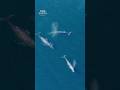 Swimming In Perfect Harmony... 🐋 #Shorts #Whales #4K #BBCEarth #Wildlife #Animals