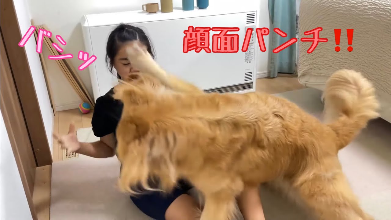 Cookie, the large dog [Golden Retriever and Miniature Dachshund