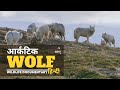 Arctic wolf     wildlife documentary in hindi