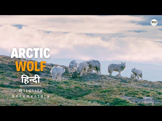 Arctic Wolf - हिन्दी डॉक्यूमेंट्री | Wildlife documentary in Hindi class=