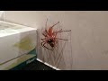 Spider vs Cockroach