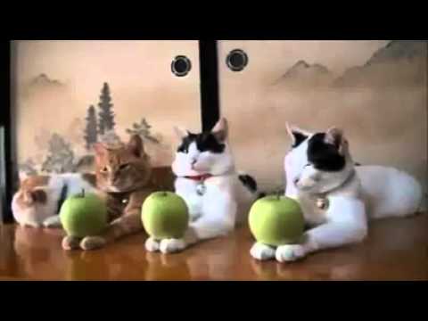 قطط تمارس رياضة اليوجا