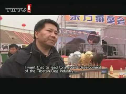 Video: Miljoenen Voor Een Mastiff Op China Tibetan Dog Expo