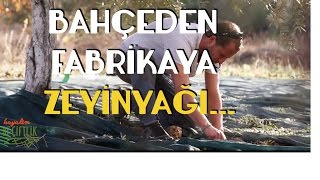 Bahçeden Fabrikaya Zeytinyağı - Ayvalık
