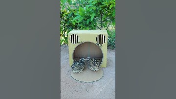 Best Create Bird Trap Technique - Quail Trap #creative bird trap #shorts