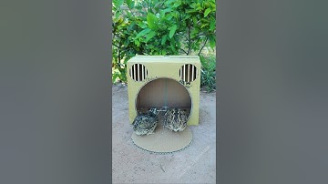 Best Create Bird Trap Technique - Quail Trap #creative bird trap #shorts