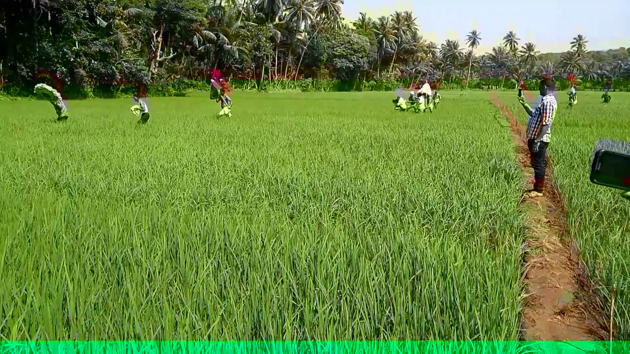 श्री देव रवळनाथ वायंगणी देव डाळपस्वारी 2017(2)