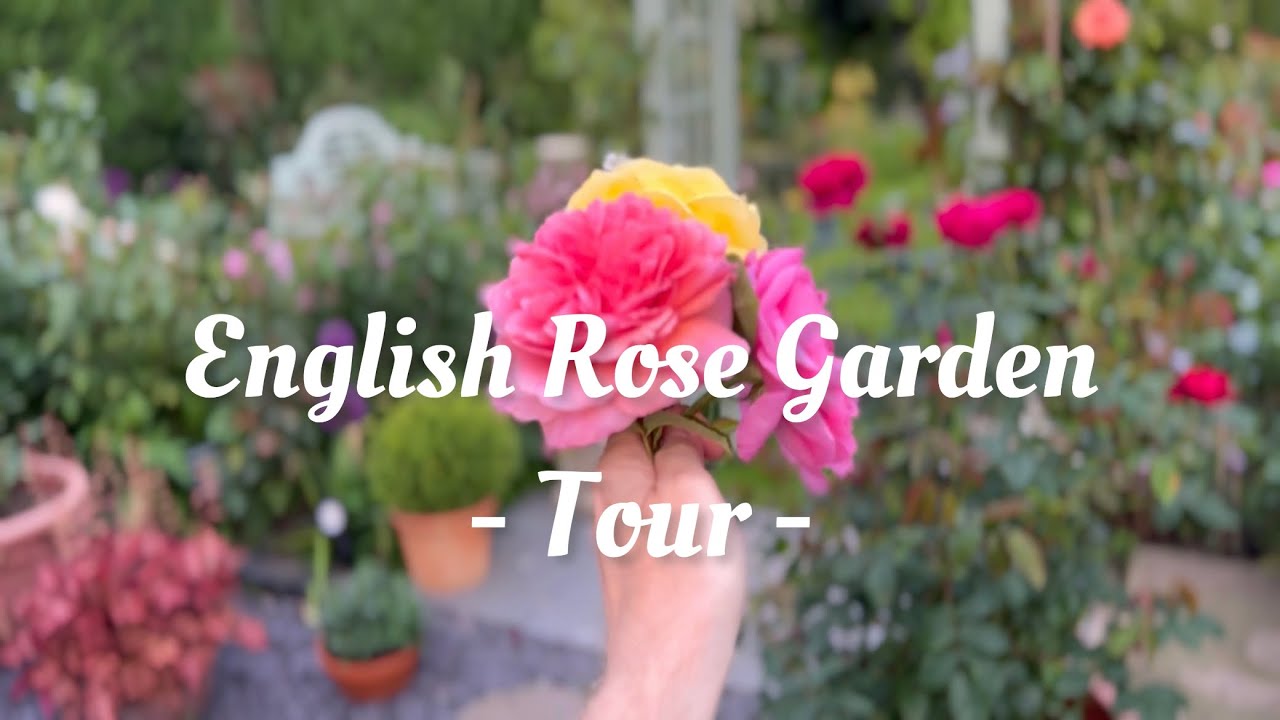 Экскурсия по английскому розарию | Каждое растение с подписью | Розы Дэвида Остина и другие | Нач...