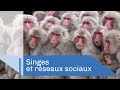 Comment La Culture Se Transmet Chez Les Singes Reportage CNRS