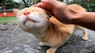 大きな石の上に茶トラ猫がいたので隣に座ってナデナデしてきた