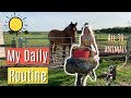 My Daily Routine | Caring For All 30 Animals | Lilpetchannel