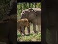 شیر بمقابلہ ہاتھی 64K ڈرون ویڈیو Lion Vs Elephant Epic Jungle Fight 2025 Lion Animals شیر 