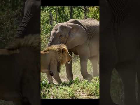 شیر بمقابلہ ہاتھی 64K ڈرون ویڈیو Lion Vs Elephant Epic Jungle Fight 2025 Lion Animals شیر 