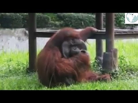 Sigara içen orangutan için hayvanat bahçesine tepki