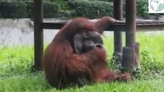 Sigara Içen Orangutan Için Hayvanat Bahçesine Tepki
