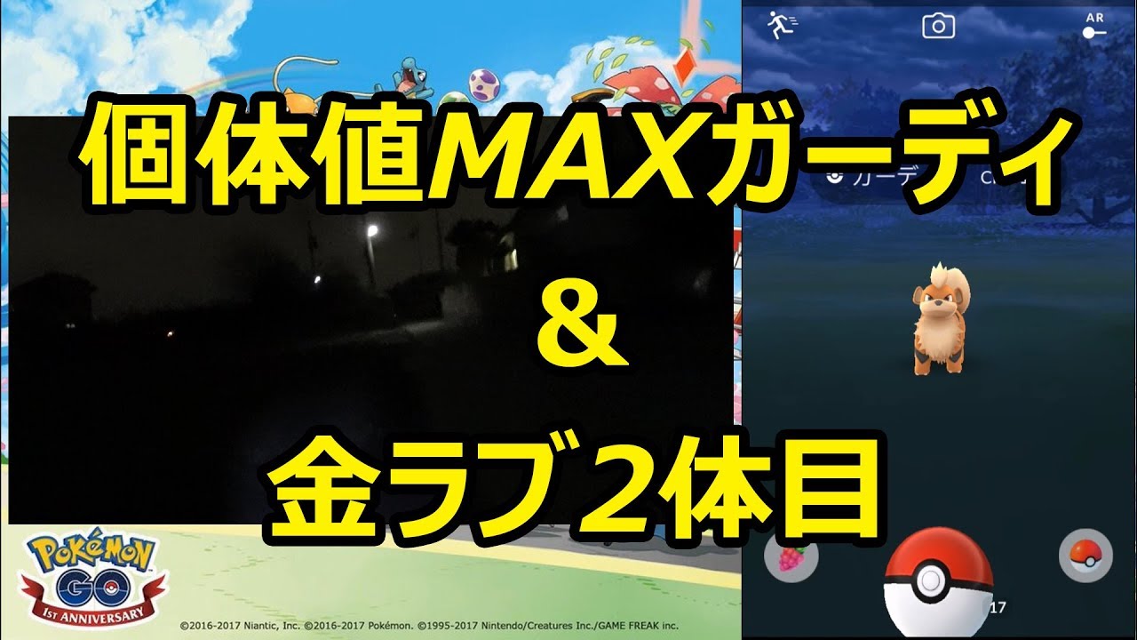 ポケモンgo ガーディ個体値maxの後に2体目の金ラブ Youtube