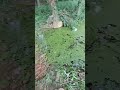 inverted yaw spin ends badly #drone #dronevideo #fpv #fpvdrone #fpvfreestyle