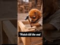 poor puppy struggle #moralstories #emotional #hearttouching #shorts