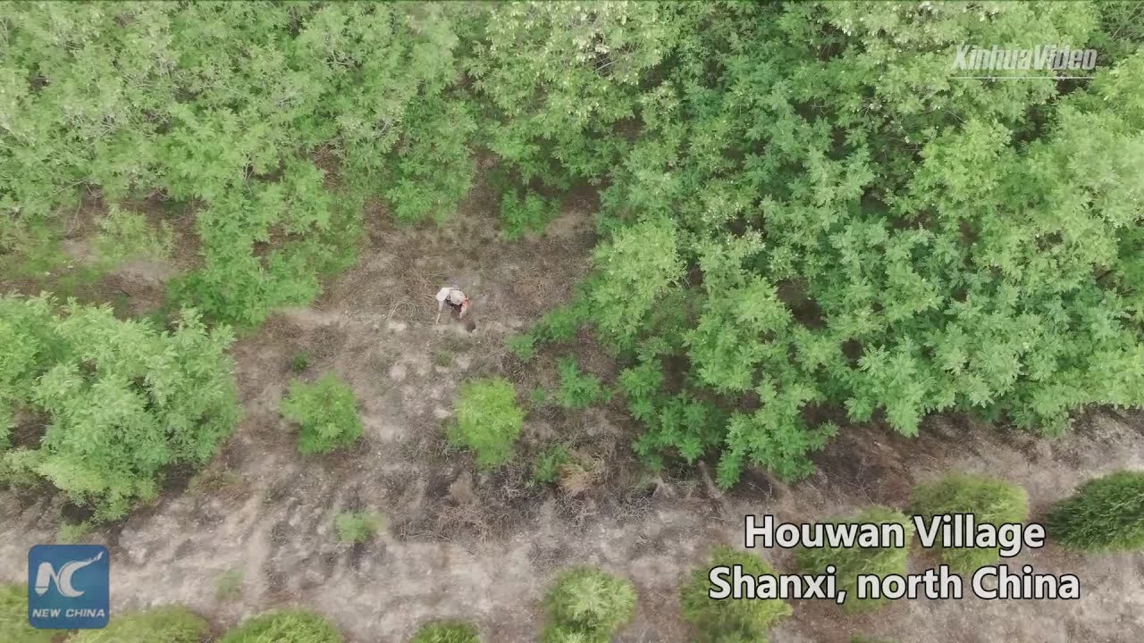 tv kanalları 72-year-old man guards forest for 10 years in north China