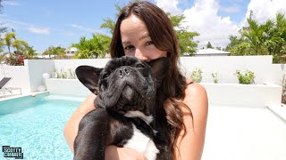 Day In The Life Of The CUTEST French Bulldog In The World