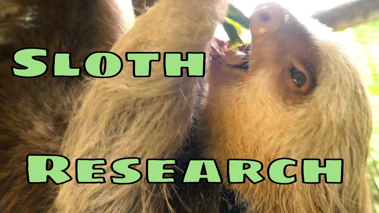 Sloth Lab Sloth Research - YouTube