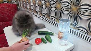 The Vegetarian Cat Problem: Why Cats Can't Be Vegetarian