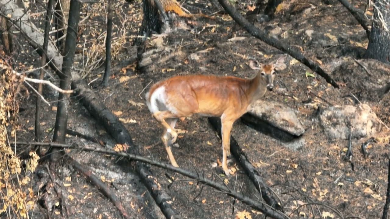 CANADIAN WATERS - Centennial Lake FIRE - one year later. See Mother Nature work her magic