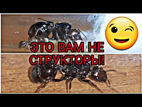 Безумно интересные муравьи messor barbarus.Это вам не структоры!😉