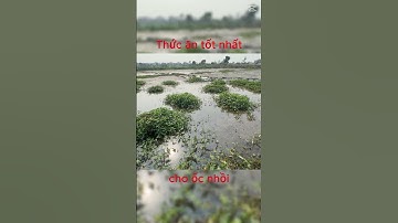 Tiết lộ thức ăn cho ốc nhồi nhanh lớn p4  #ocbuouden #hieuthuysan #ocnhoi