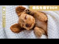犬も音楽でリラックス|犬が寝るように設計されているBGM【病気を癒す効果あり】